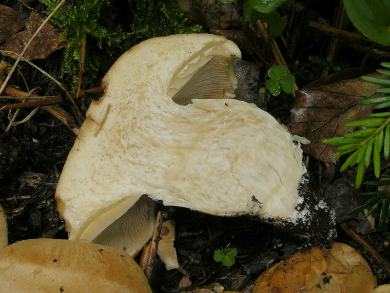 Cortinarius pseudocrassus da confermare.